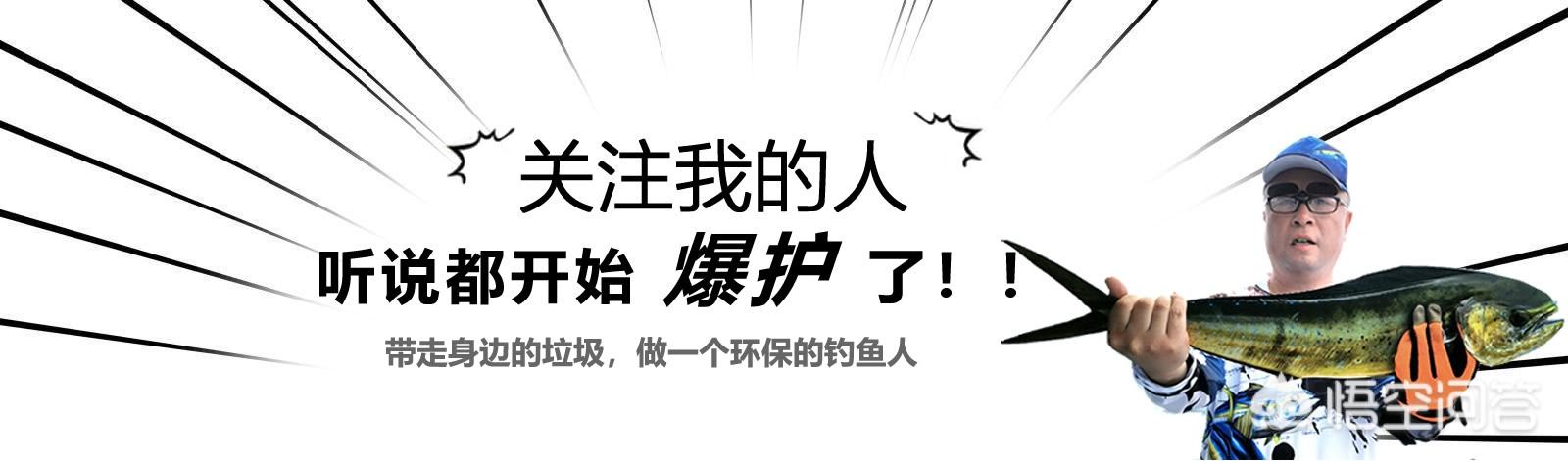 黑坑鮰鱼在什么位置:做一个黑坑做垂钓可以挣多少，为什么？