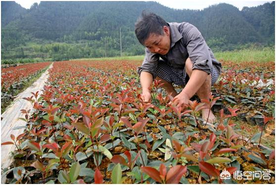 荒原上短暂的石楠花:红叶石楠扦插营养钵应该注意什么？谢谢了？