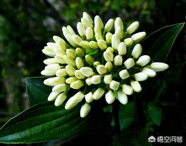 印度榕压条繁殖时间:九里香盆栽树苗几年才开花？