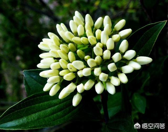 玉树种植多久后才会开花，百香果种多久才会开花结果