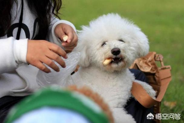 怎么训练狗狗大小便:狗狗一岁了怎么训练大小便？