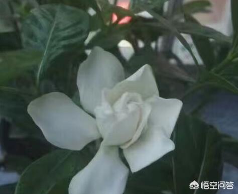 最香的花是什么花？