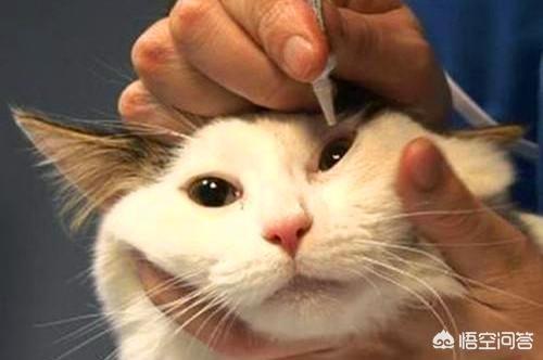自制清淡猫饭:自制猫饭食谱 猫咪有泪痕了，可以用什么来漂白吗？