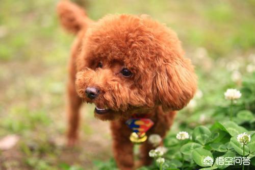 如何知道身上招东西了,如何判断泰迪身上有没有跳蚤？