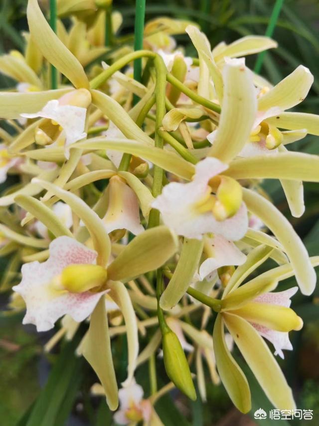 九子大花蕙兰图片大全:开花的大花惠兰怎么养护管理，请教一下？