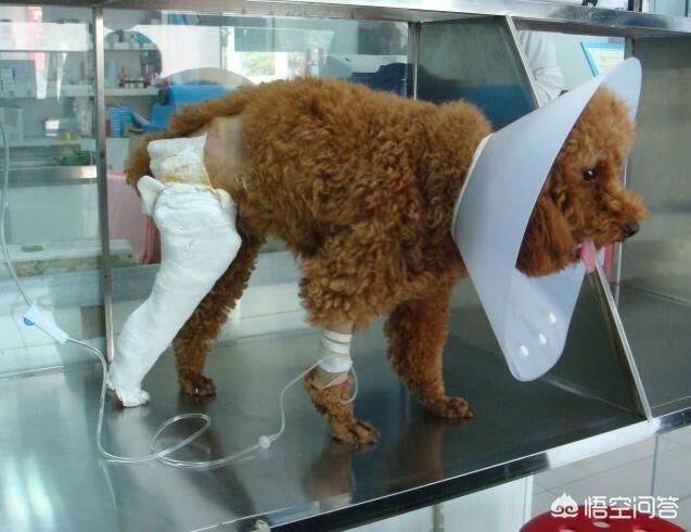 贵宾犬训练用什么奖励:训练贵宾犬时，哪些禁忌一定不能犯？ 贵宾犬多大适合训练