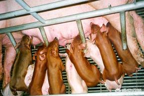 哺乳期拉肚子带血怎么回事:三个多月牛犊拉稀带血怎么回事？
