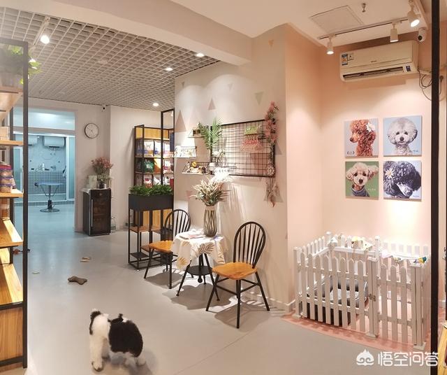 宠物商机:你如何看待俏然兴起的宠物旅游团？