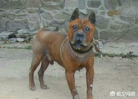 浙江板凳狗:同体型下，我国哪种狗可以打得过比特犬？为什么？