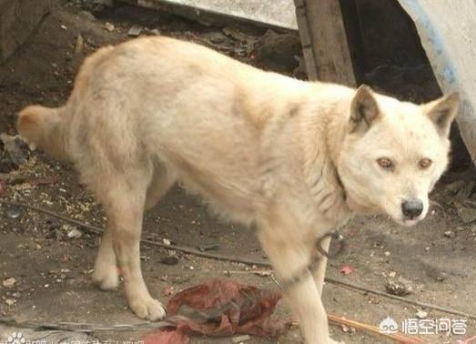 比特犬vs藏獒图片:同体型下，我国哪种狗可以打得过比特犬？为什么？ 比特犬与藏獒哪个厉害