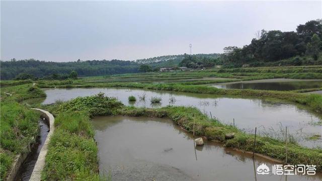 深圳田螺养殖:在农村养田螺有没有前景？有什么建议？