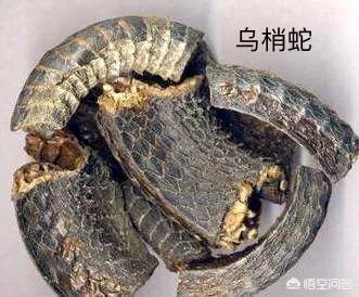 乌梢蛇的功效与作用:鹿茸、锁阳、红景天能和小蛇泡酒吗？