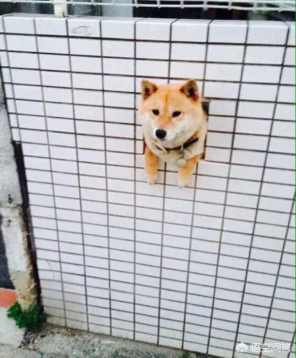 狂犬疫苗有效期是多久猫抓的:被猫咪抓了一下，会不会得狂犬病啊？狂犬病的征兆是什么？