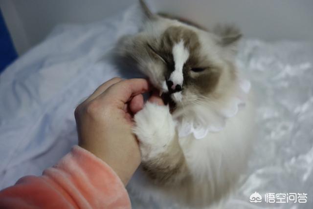 孟买猫咬人:猫咪咬人抓人的原因和解决训练方法？
