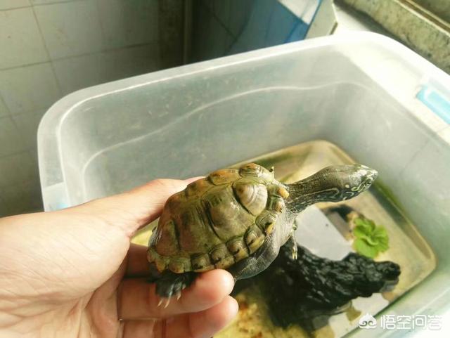 卖豹猫守宫的网站:养守宫开销大吗？要买些什么，注意些什么？