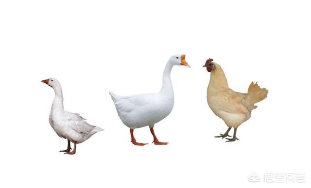 小投资真能大回报吗，在农村养殖鸡、鸭、鹅，哪个投资风险小利润大？