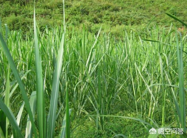 放牧用的草地,种植什么草种比较好？为什么？