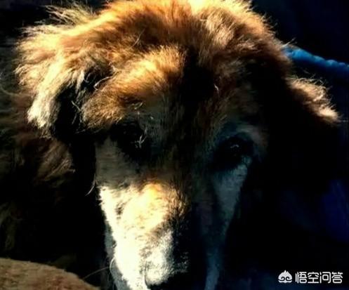 介助犬的遗言高清:二战苏军是否真的使用了“地雷犬”这种武器？可有战例？