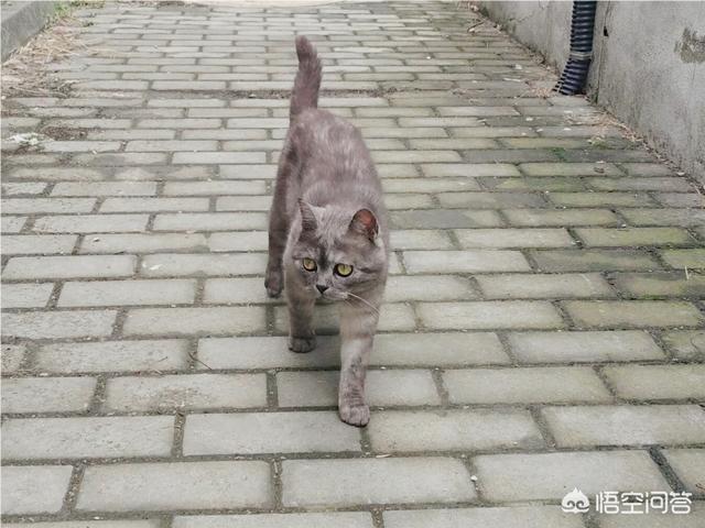 萨凡纳猫萌宠成长记:叙利亚总统阿萨德的两个妹妹为何身亡？凶手是谁呢？