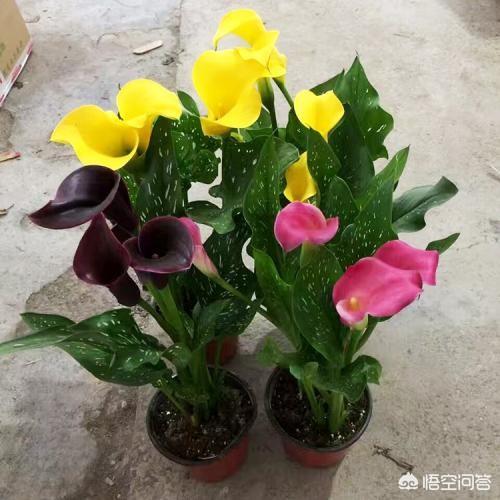 彩色马蹄莲花后处理:彩色马蹄莲花后怎么处理 冬天要怎样才能养好娇艳动人的马蹄莲？