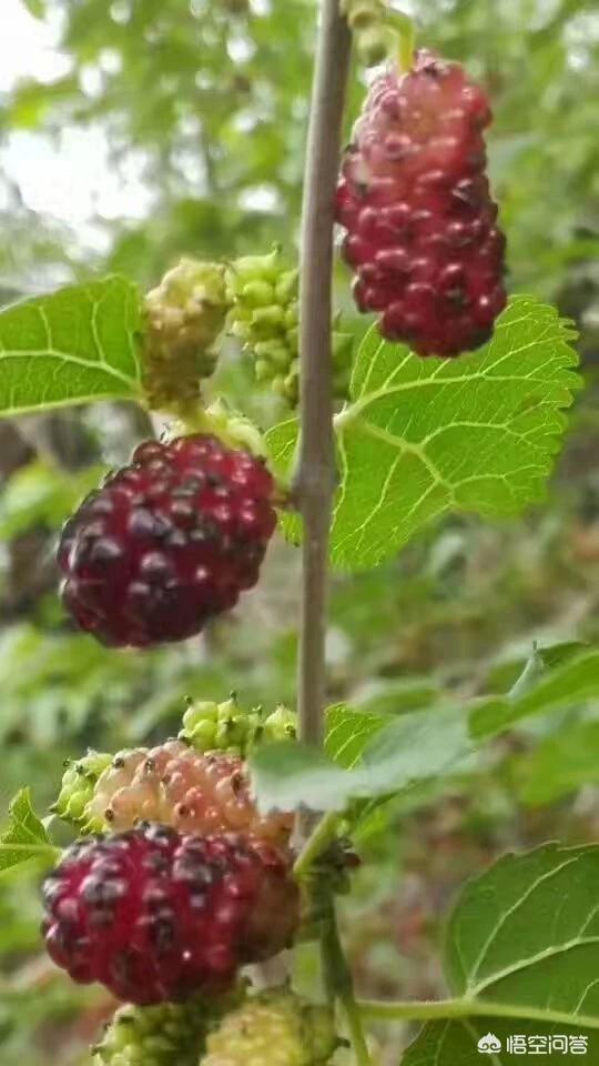 致富经创业项目，《致富经》里的项目谁做过怎么样