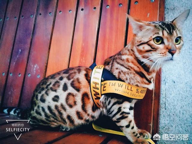 猫咪品种介绍之孟加拉豹猫篇:价格低廉的孟加拉豹猫值得买吗？