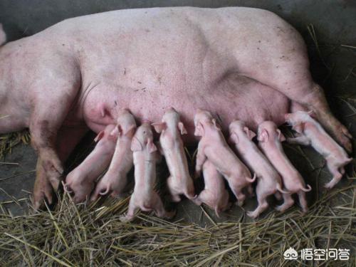母猪产后护理:家里母猪自从生了小猪后就不吃不喝，该如何对她进行产后护理？