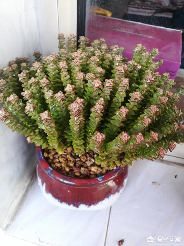 芦荟会吸引裨虫:吊兰和芦荟适合摆放在卧室的窗台上吗？