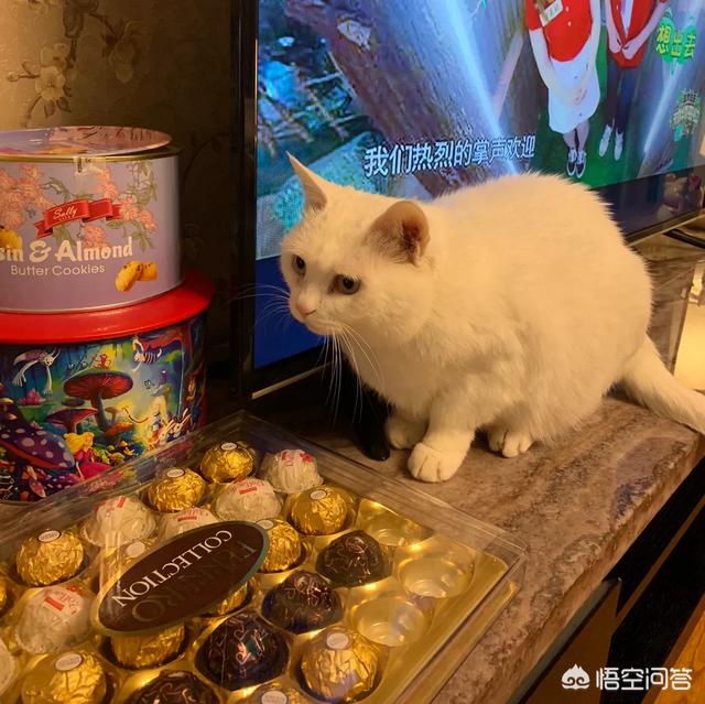 猫咪:大家真的能接受猫咪上床吗？