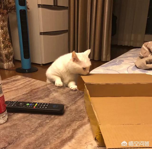 猫咪:大家真的能接受猫咪上床吗？