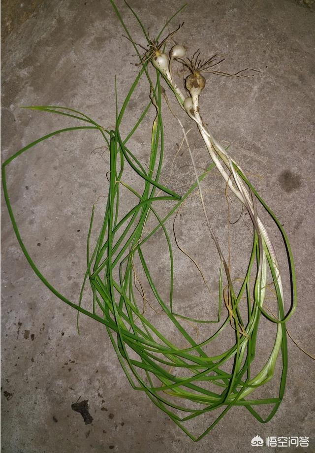 你所在的农村里,三月份都有哪些可食用的野菜？都是怎么烹调的？