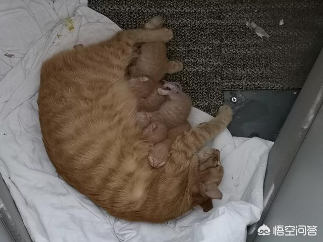 我们家猫咪快要生了，跟前跟后的一直望着我叫，给猫粮也不吃了。是什么原因？插图14