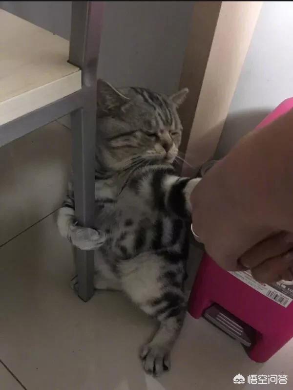 漫画养猫记:#萌星人成长记#猫应该多久洗一次澡？