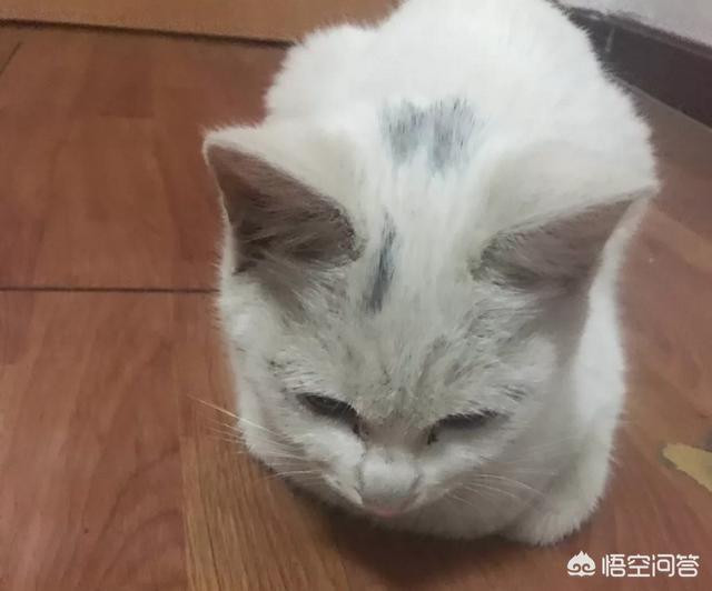 猫耳螨对人有什么症状:给小猫滴除耳螨的药，它甩耳朵喷我一脸、螨虫会感染给我吗？