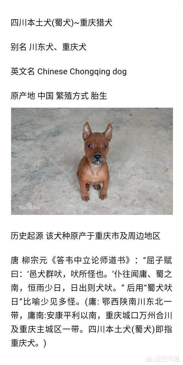 重庆 狗:四川的川东猎犬为什么又叫重庆犬？