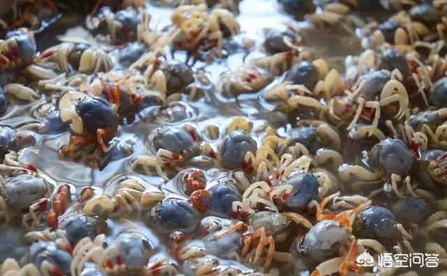 沙蟹汁:北海的沙蟹汁一点不好吃，为什么那么出名呢？