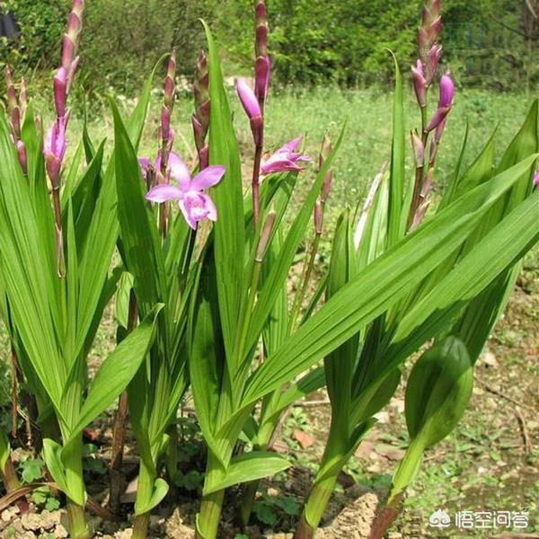 2017年鲜白芨价格:白芨价格触底，怎样加工更好？