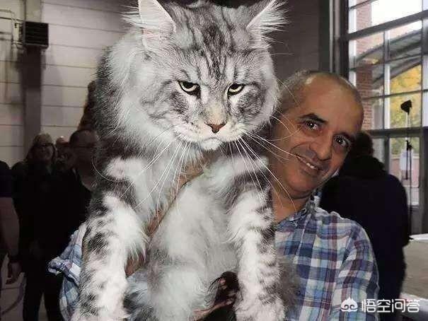 缅因猫与梨花猫的区别:这种属于缅因猫的哪一种啊？你怎么看？