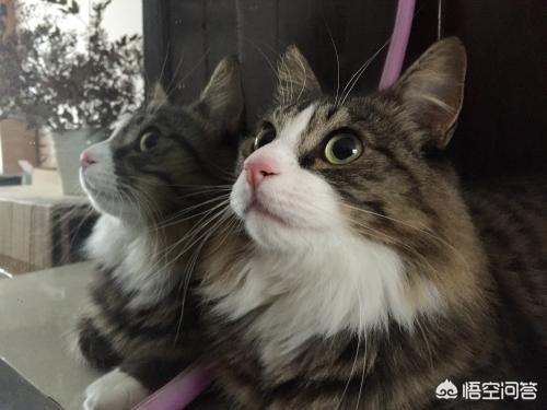 为什么晚上睡觉时猫咪总喜欢靠近自己的头，而且咕噜声还很大？插图56