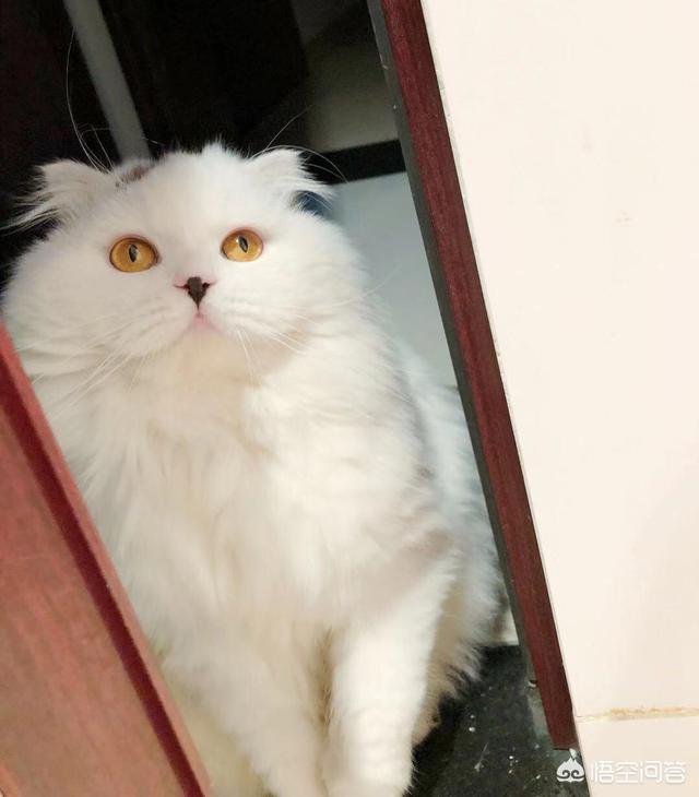 愚人节你会借机向喜欢的人表白吗？