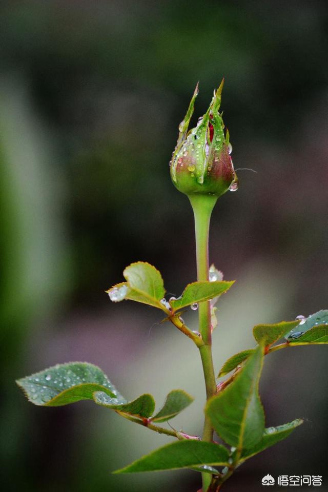 月季花的栽培与繁殖:月季花的栽培方法 月季花在枝条上用土怎么生根？