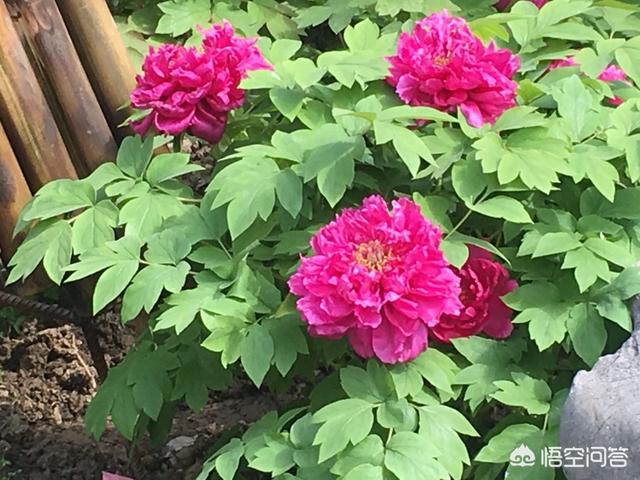 嫁妆画:清代嫁妆瓶上画八哥茶花牡丹是什么意思？