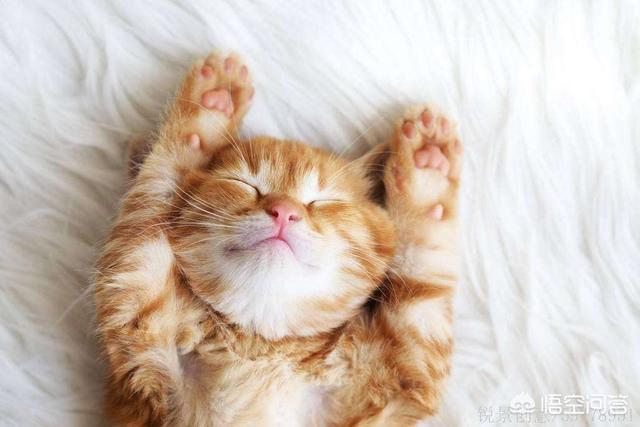 猫闻到臭脚后为什么会张开嘴:猫咪一见面，为什么会先“闻屁股”？
