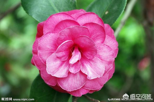 山茶花是什么颜色:山茶花有什么特性，如何进行栽培管理？