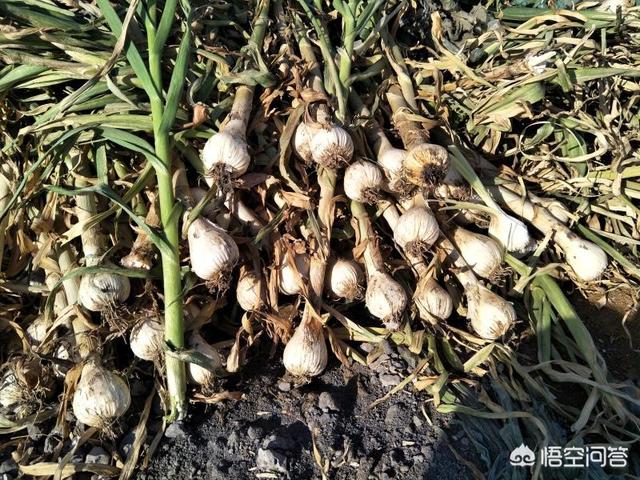 气包蒜怎么防治?