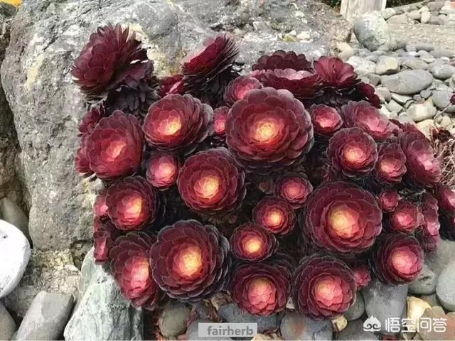 魔南景天生长环境:法师种植的土壤应该如何选择？