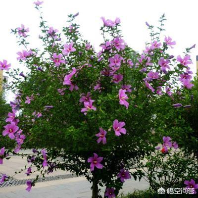 桢楠树80cm高需要几年:你农村老家有哪些受保护的树木？