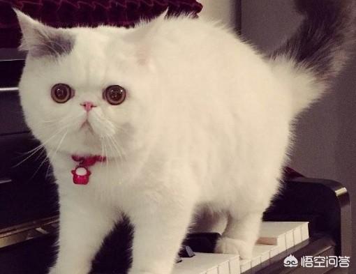 日本田园猫图片笑容:日本田园猫感冒了需要补充营养吗？