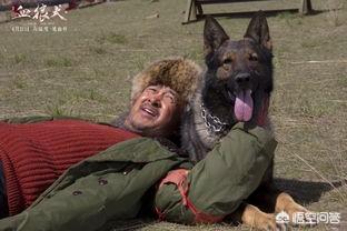 国产狼狗的电影:80年代国产经典电影有哪些？