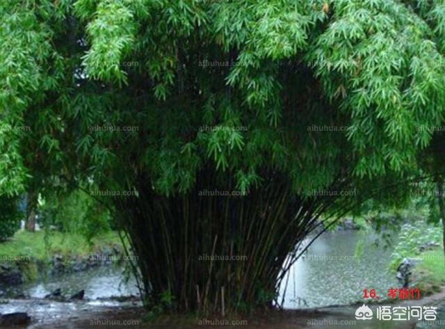 龟甲竹:龟甲竹价格 竹子开花后为什么会足渐死亡？